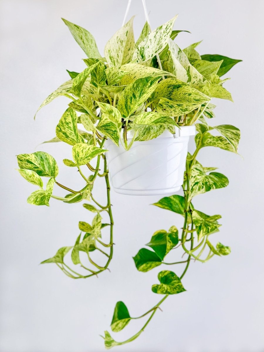 Epipremnum Aureum - ‘Snow Queen’ Pothos - 4 Inch - Ed's Plant Shop