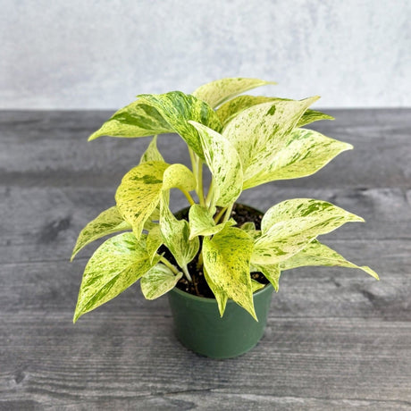 Epipremnum Aureum - ‘Snow Queen’ Pothos - 4 Inch - Ed's Plant Shop