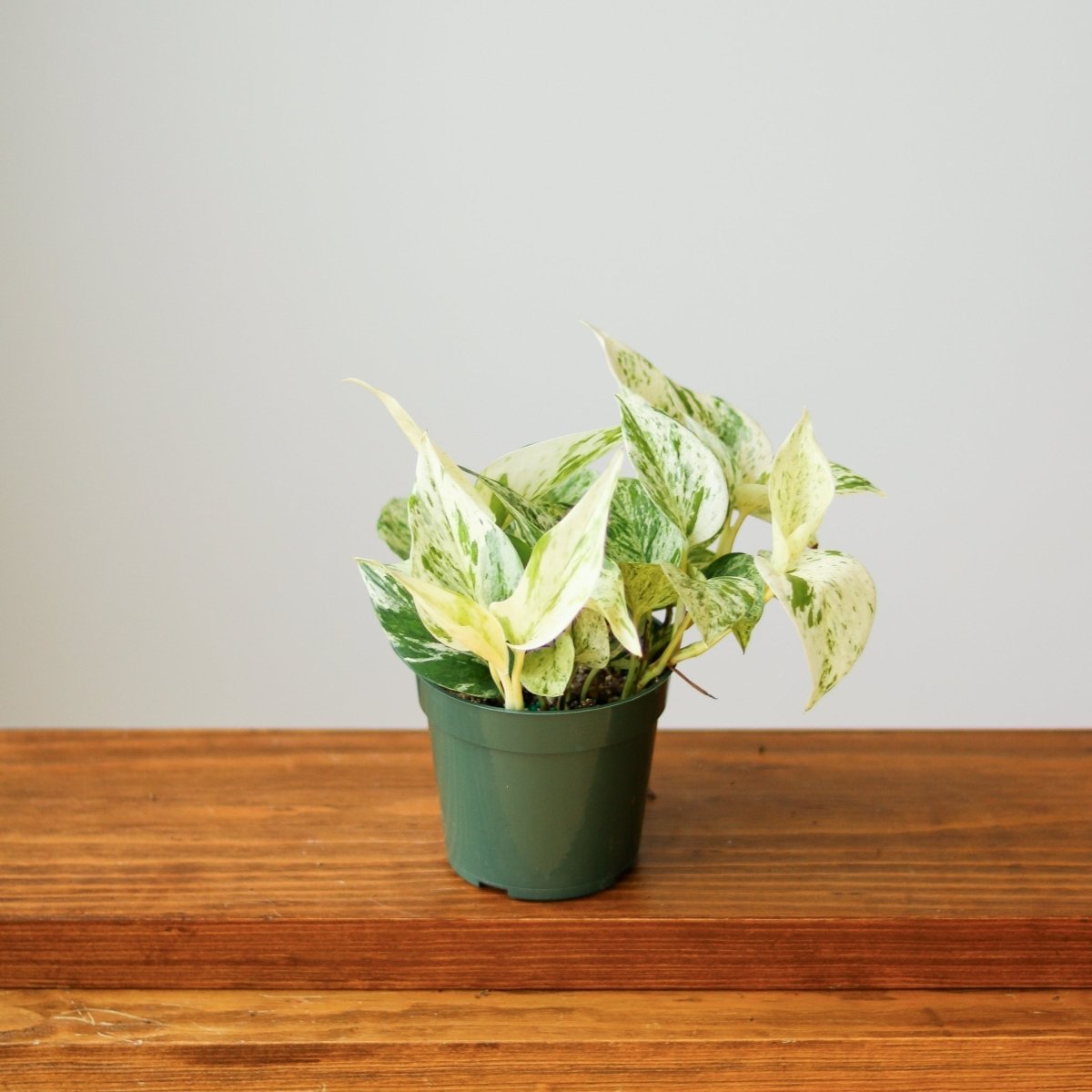 Epipremnum Aureum - ‘Snow Queen’ Pothos - 4 Inch - Ed's Plant Shop