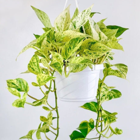 Epipremnum Aureum - ‘Snow Queen’ Pothos - Various Sized Hanging Basket - Ed's Plant Shop