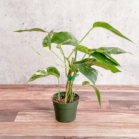 Epipremnum pinnatum albo - Rare Variegated Pothos - Ed's Plant Shop