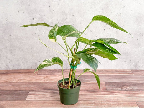 Epipremnum pinnatum albo - Rare Variegated Pothos - Ed's Plant Shop