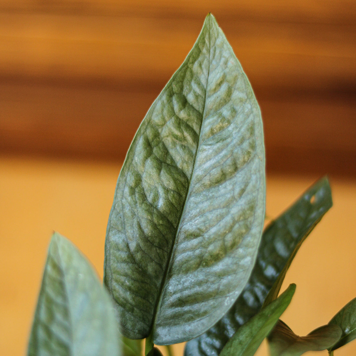 Epipremnum Pinnatum 'Cebu Blue' Hanging Basket