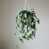 Epipremnum Pinnatum 'Cebu Blue' Hanging Basket