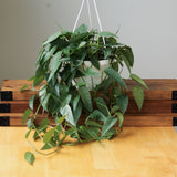 Epipremnum Pinnatum 'Cebu Blue' Hanging Basket