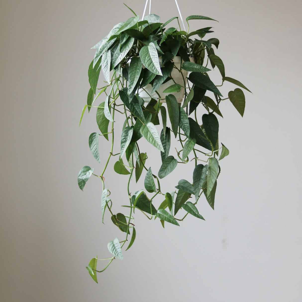 Epipremnum Pinnatum 'Cebu Blue' Hanging Basket