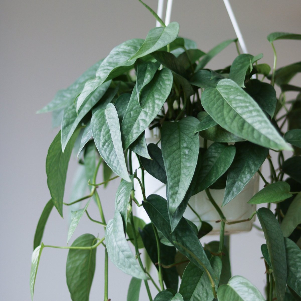 Epipremnum Pinnatum 'Cebu Blue' Hanging Basket - Ed's Plant Shop