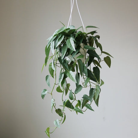 Epipremnum Pinnatum 'Cebu Blue' Hanging Basket - Ed's Plant Shop