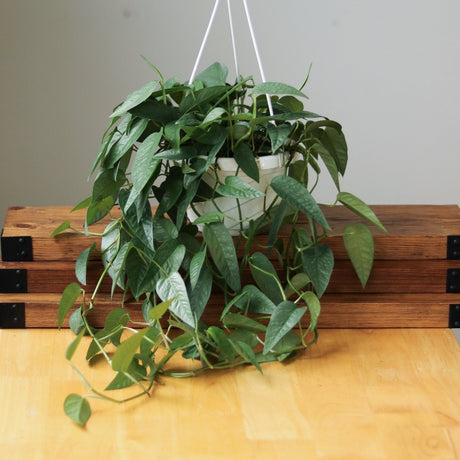 Epipremnum Pinnatum 'Cebu Blue' Hanging Basket - Ed's Plant Shop