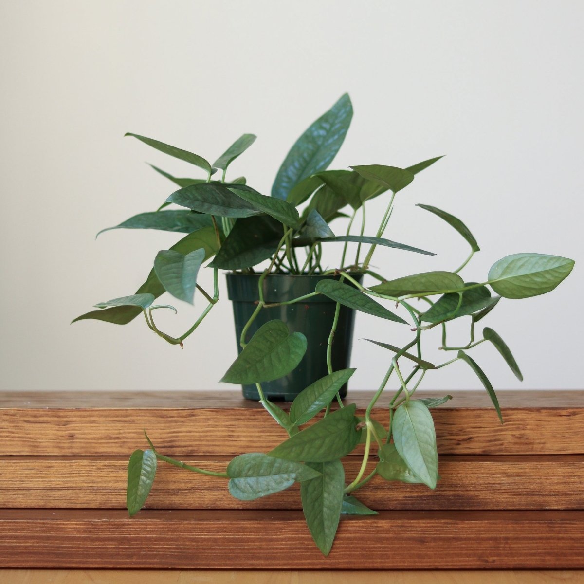 Ed's Plant Shop Epipremnum Pinnatum Cebu Blue - Thumbnail 4