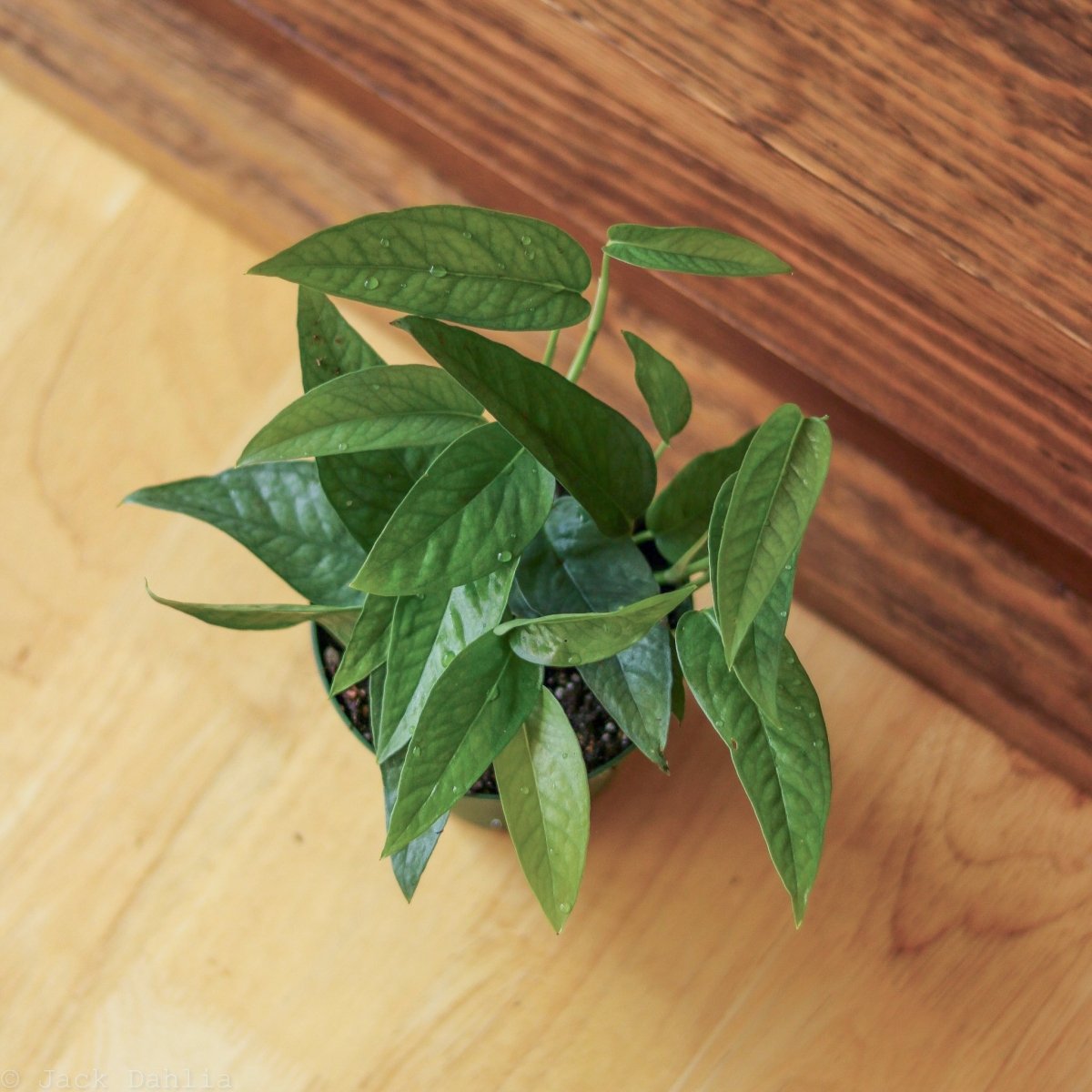 cebu blue pothos home depot Cebu Blue Pothos (Epipremnum Pinnatum)