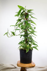 Epipremnum pinnatum 'Gold Flame' Floor Plant - Ed's Plant Shop