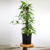 Epipremnum pinnatum 'Gold Flame' Floor Plant - Ed's Plant Shop