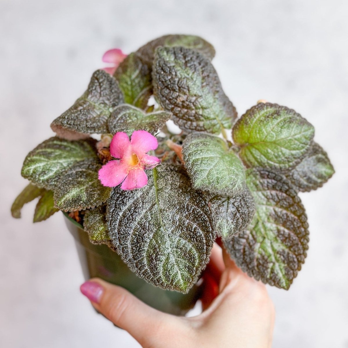 Episcia ‘Pink Panther’ - Pink Panther False Violet - Ed's Plant Shop