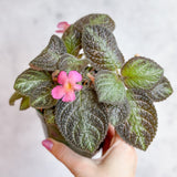 Episcia ‘Pink Panther’ - Pink Panther False Violet - Ed's Plant Shop