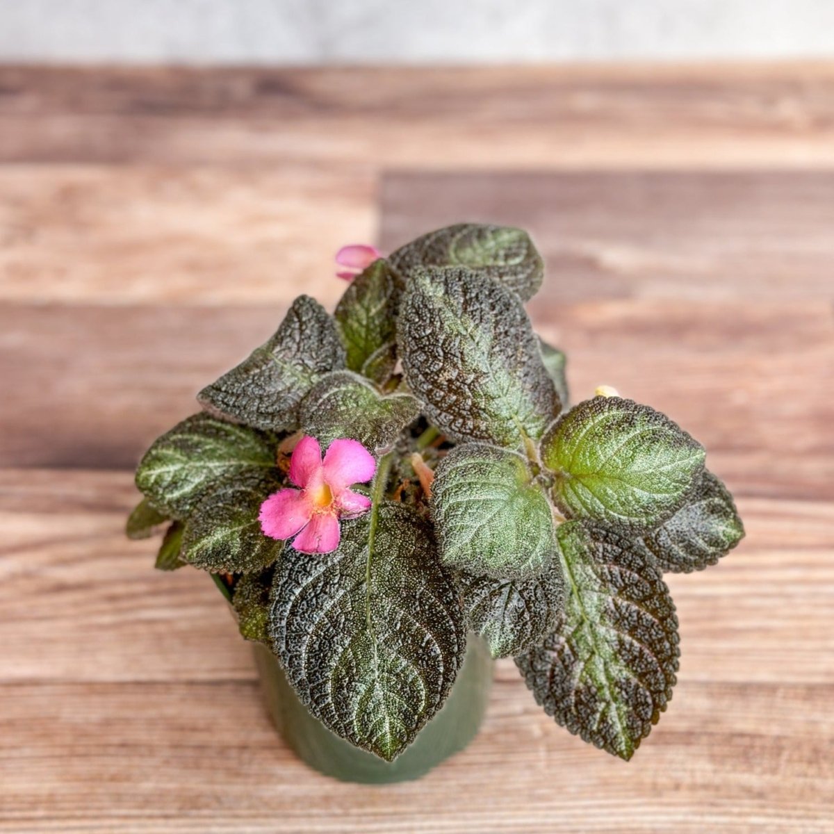 Episcia ‘Pink Panther’ - Pink Panther False Violet - Ed's Plant Shop