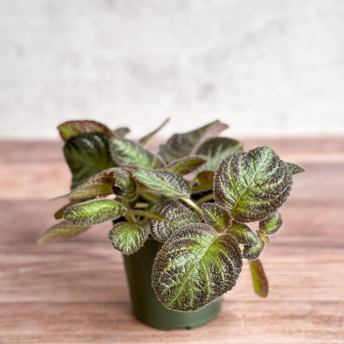 Episcia ‘Pink Panther’ - Pink Panther False Violet - Ed's Plant Shop