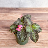 Episcia ‘Pink Panther’ - Pink Panther False Violet - Ed's Plant Shop