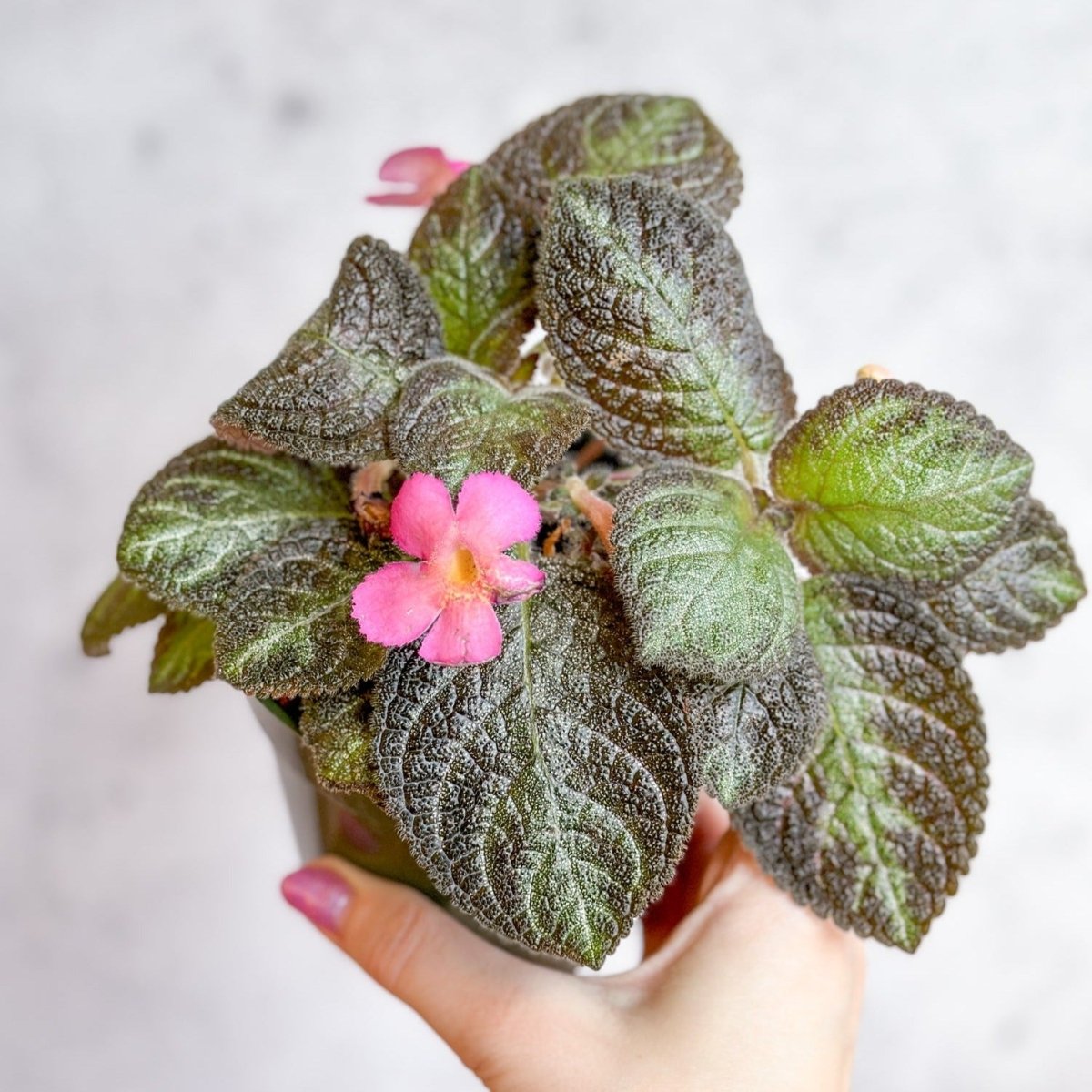 Episcia ‘Pink Panther’ - Pink Panther False Violet - Ed's Plant Shop