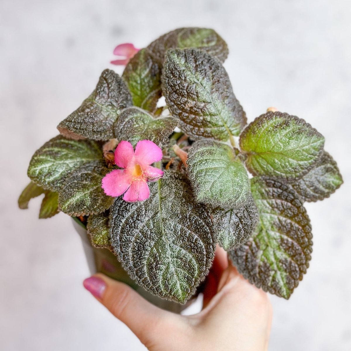 Episcia 'Pink Panther' | Pink Panther Flame Violet – Ed's Plant Shop