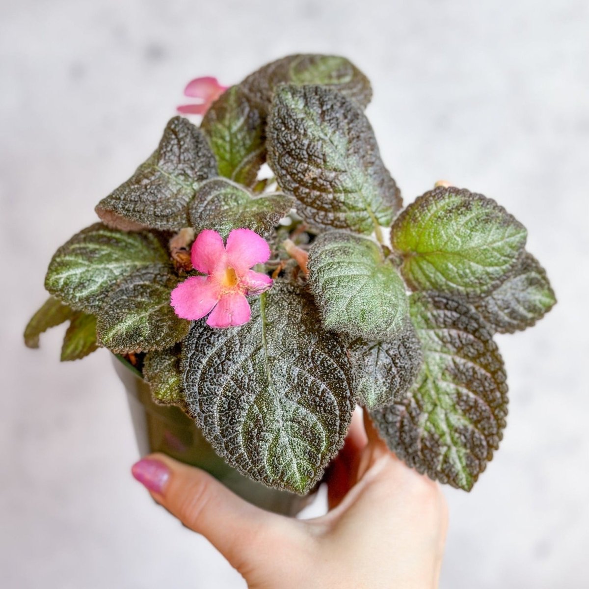 Episcia ‘Pink Panther’ - Pink Panther False Violet - Ed's Plant Shop