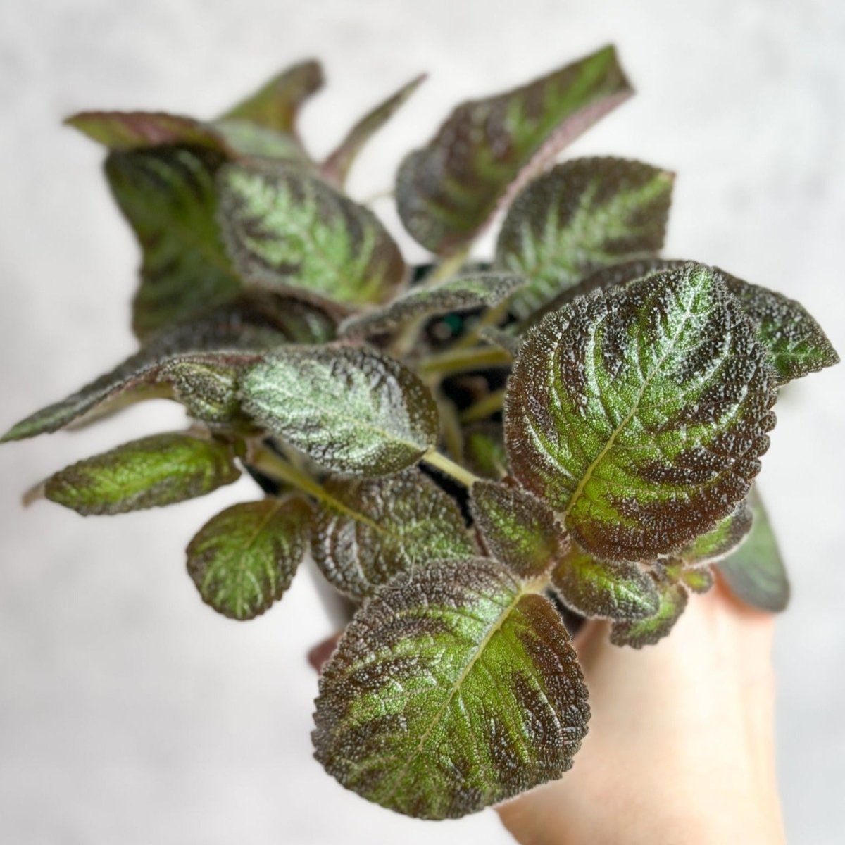 Episcia ‘Pink Panther’ - Pink Panther False Violet - Ed's Plant Shop