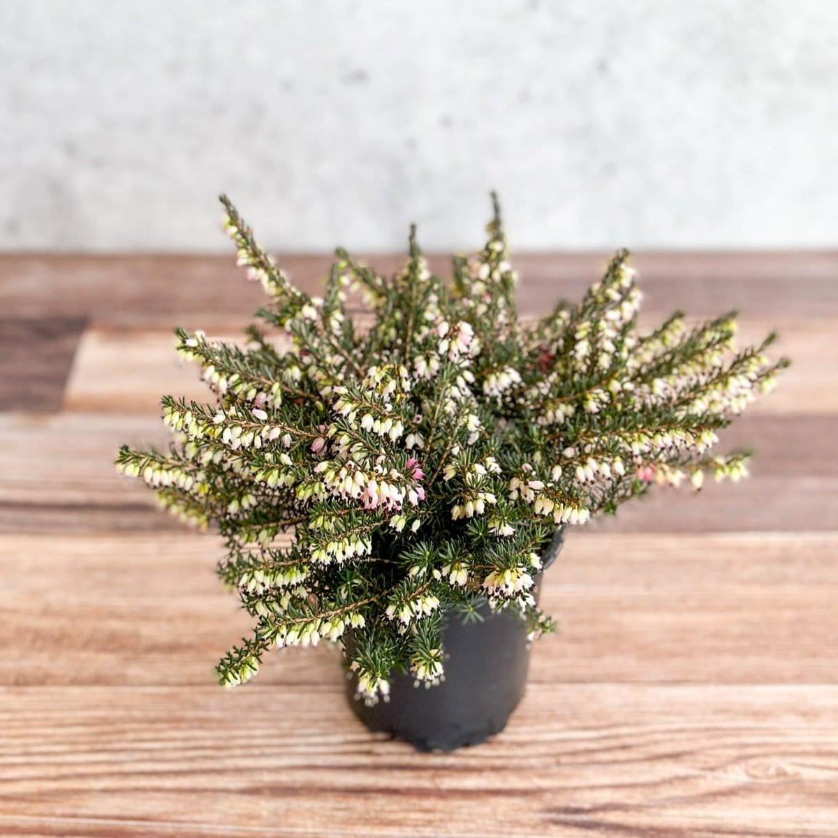 erica heath indoor plant Erica carnea