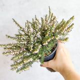 Erica carnea - Pink Flowering Heather - Ed's Plant Shop