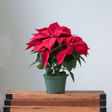 Euphorbia Pulcherrima 'Poinsettia' - Ed's Plant Shop