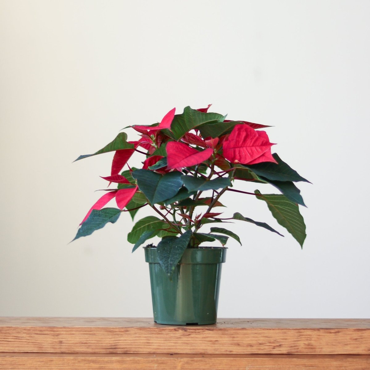 Euphorbia Pulcherrima 'Poinsettia'
