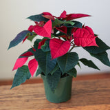 Euphorbia Pulcherrima 'Poinsettia' - Ed's Plant Shop