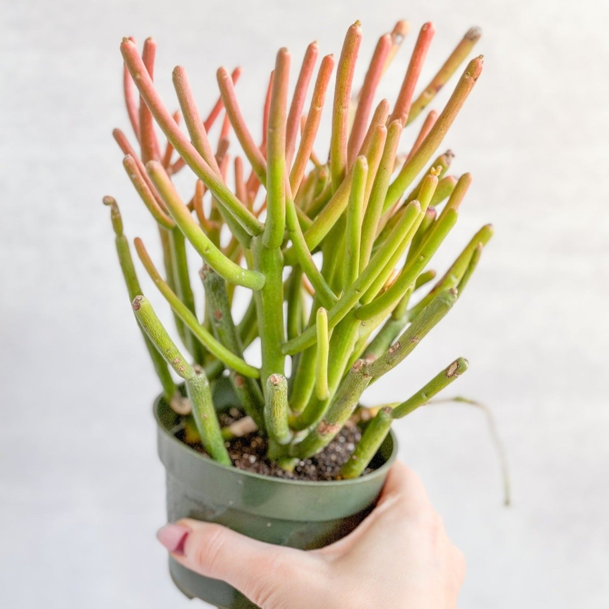 succulent fire plant Firestick Cactus 'Red Blaze'