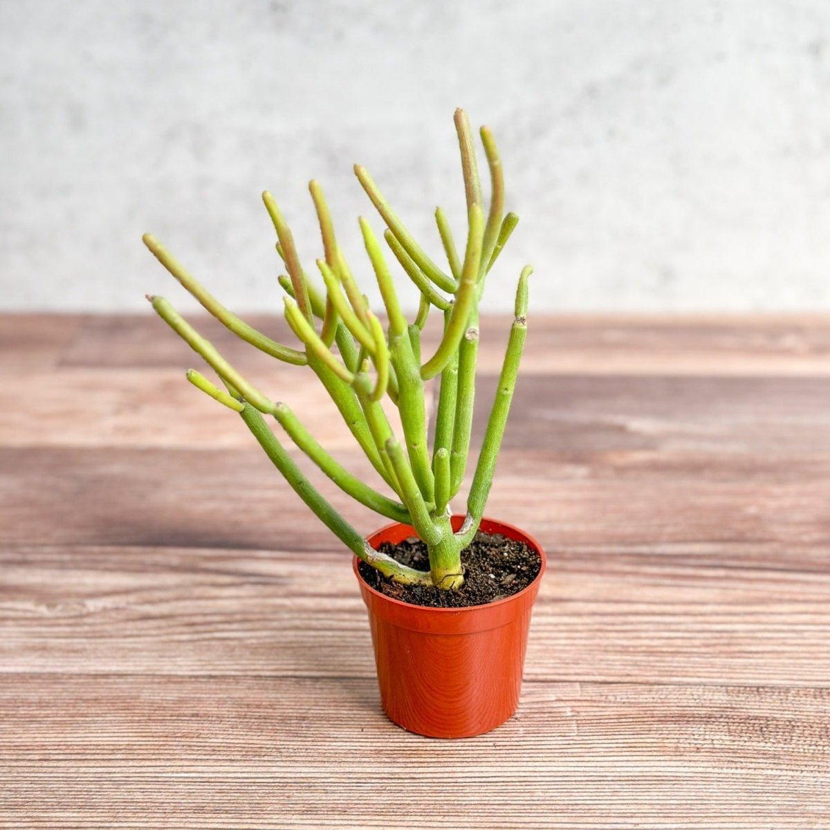 pencil firestick cactus Firestick Cactus 'Red Blaze'