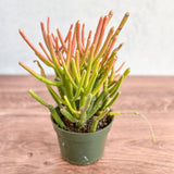 Euphorbia tirucalli - Firestick Cactus - Red Blaze - Various Sizes - Ed's Plant Shop