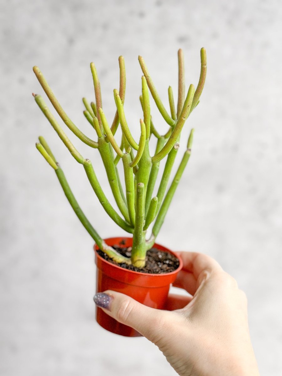succulent that looks like green sticks Euphorbia tirucalli - Firestick Cactus