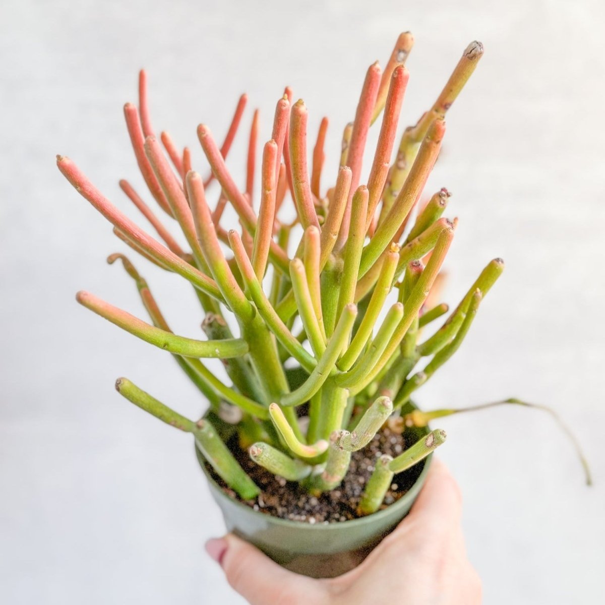 Euphorbia tirucalli - Firestick Cactus - Red Blaze - Various Sizes - Ed's Plant Shop