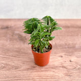 is euphorbia tithymaloides indoor plant Euphorbia tithymaloides - Devils Backbone