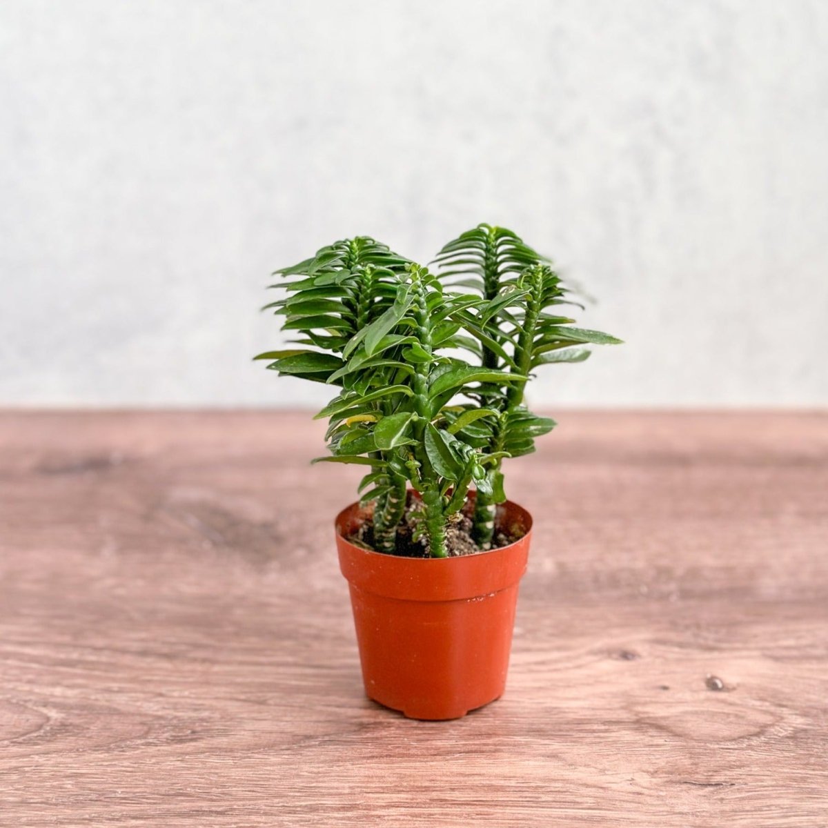 Euphorbia tithymaloides - Devils Backbone - 3 Inch - Ed's Plant Shop