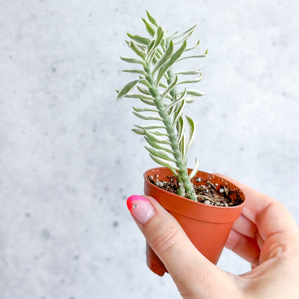 Euphorbia tithymaloides variegata - Variegated Devils Backbone - 2 Inch - Ed's Plant Shop