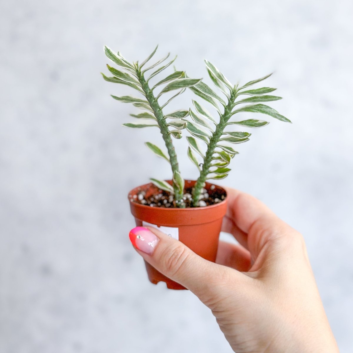 Euphorbia tithymaloides variegata - Variegated Devils Backbone - 2 Inch - Ed's Plant Shop