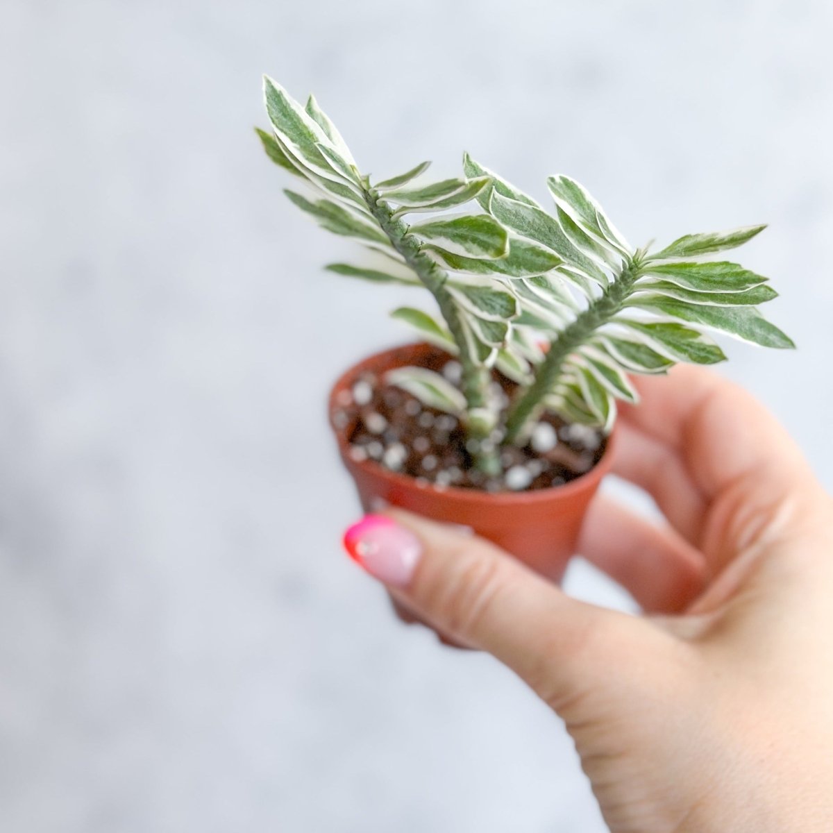 Euphorbia tithymaloides variegata - Variegated Devils Backbone - Ed's Plant Shop