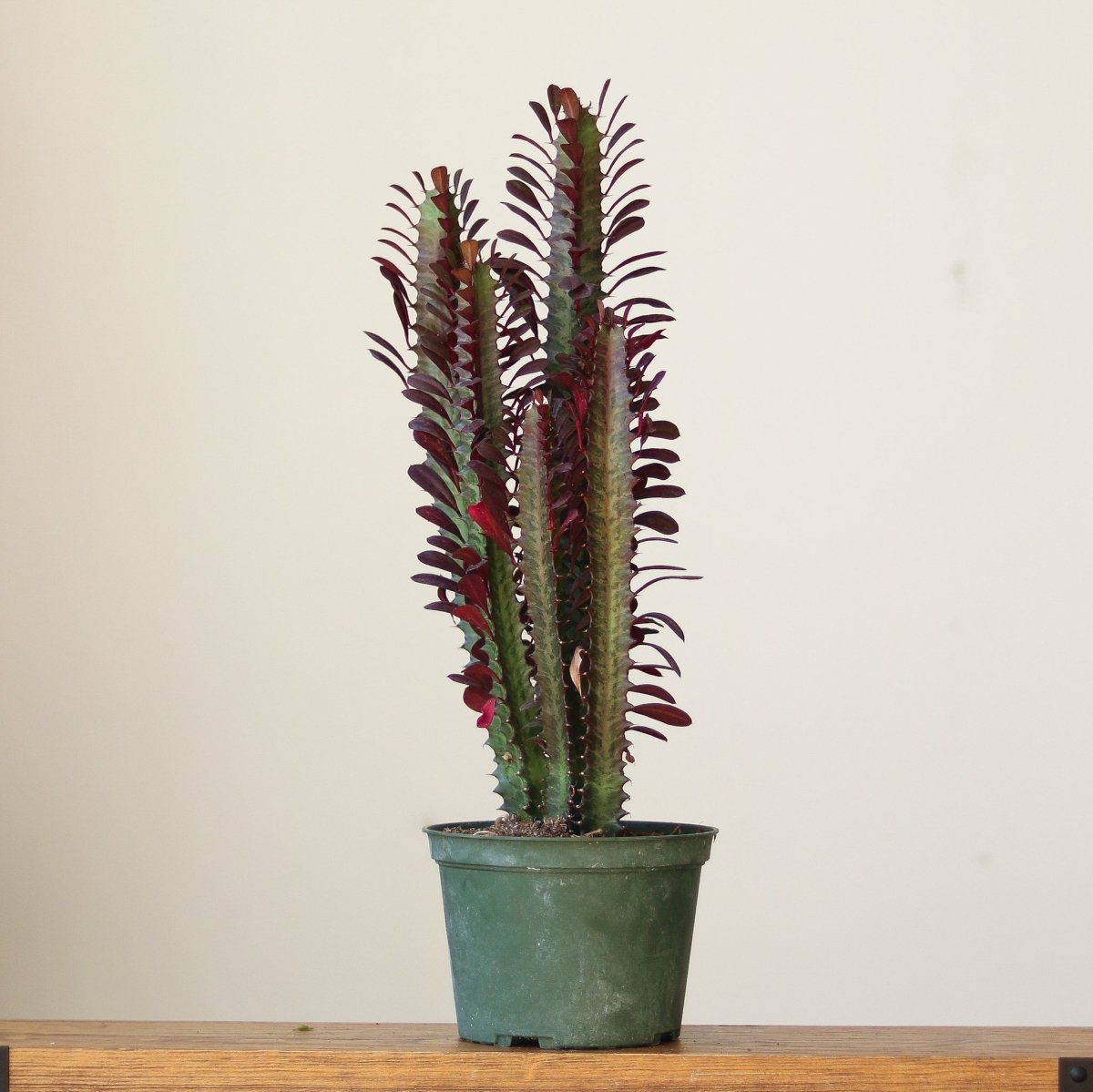 succulent with tree like stem African Milk Tree: Striking Euphorbia Trigona Succulent – Ed's Plant Shop