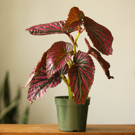 Exotica Begonia - Begonia brevirimosa - 4 Inch - Ed's Plant Shop