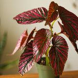 Exotica Begonia - Begonia brevirimosa - 4 Inch - Ed's Plant Shop