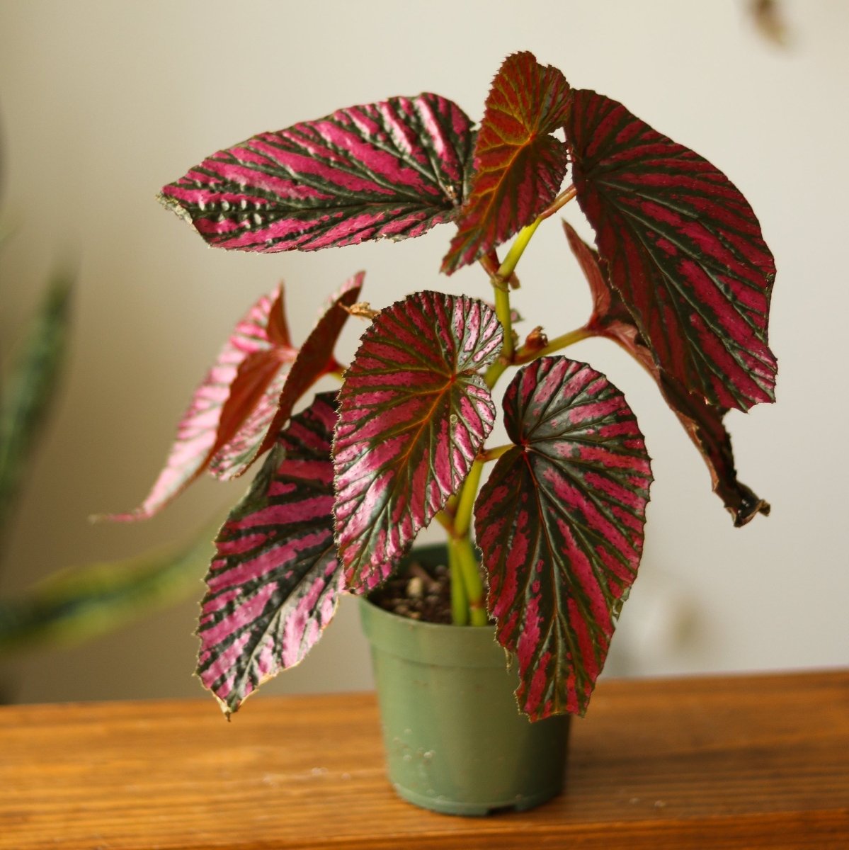 Exotica Begonia - Begonia brevirimosa – Ed's Plant Shop