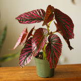 Exotica Begonia - Begonia brevirimosa - 4 Inch - Ed's Plant Shop