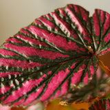 Exotica Begonia - Begonia brevirimosa - 4 Inch - Ed's Plant Shop