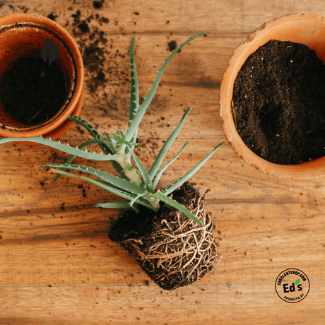 Houseplant Transplant Services Brooklyn
