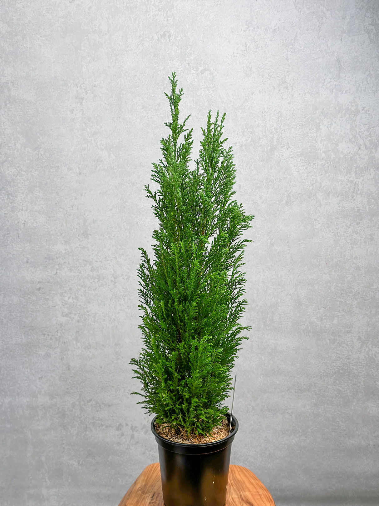 Chamaecyparis Lawsoniana ‘Ellwoodii’ - False Cypress - Various Sizes