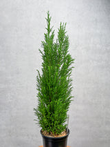 Chamaecyparis Lawsoniana ‘Ellwoodii’ - False Cypress - Various Sizes